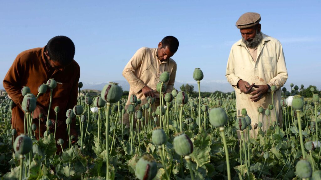 agriculture