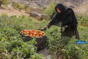 اقتصاد معیشتی در افغانستان
